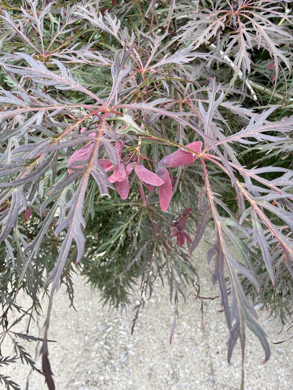 Close-up of a red laceleaf Japanese maple ornamental accent planting